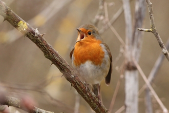 Robin singing with wide open beak