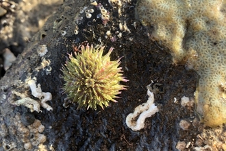 urchin