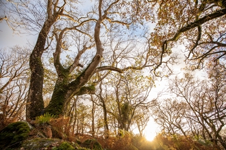 Ash Tree and Sunset - Ben Porter