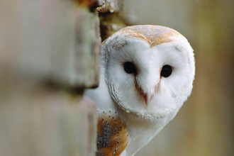 A barn owl pokes it's head out of an opening.