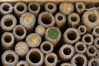 A number of bamboo canes and stick ends