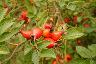 Large red rose hip berries on wild rose bush