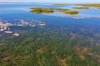 Saegrass in the Humber