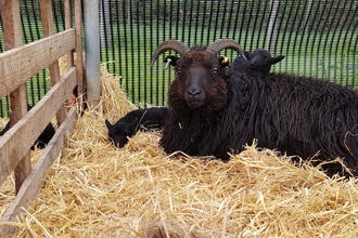 One of the many proud mothers with her new arrivals, in this case twins!  - Howard Roddie