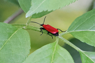 Black-headed cardinal beetle on leaf stalk