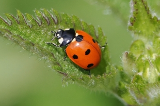 Seven-spot ladybird on nettle