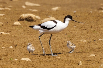 A white and black bird with a downward-curving beak stands between two small light brown chicks