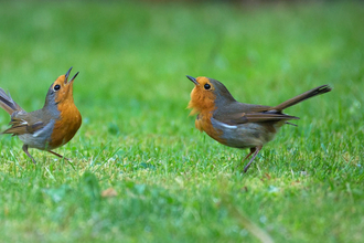 robins