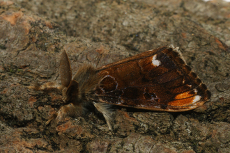 A male scarce vapourer moth on a wooden log.