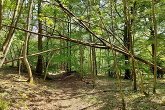 A tree with ash dieback falls across the path at Grass Wood.