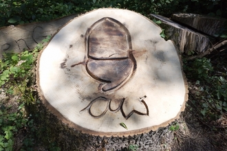 Wood carving of an acorn in a tree trunk that is still in the ground, but has been sawn off due to ash dieback