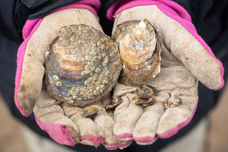 Pair of oysters being held out for the camera, in a pair of gloved hands.