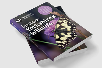 The new Discover Yorkshire's Wildlife Handbook, featuring a black and white butterfly on purple flowers.