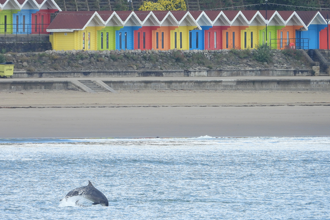 Dolphin returning into the sea after rising. Photo taken from sea looking back to shore. The backdrop is the beachfront and behind that, the coloured painted beach huts