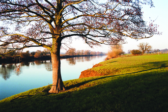 A riverbank sits to the right of the river, with the tree in the centre.