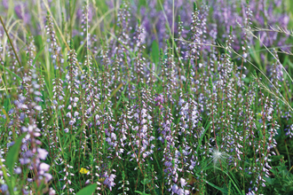 ling heather at Maltby Low Common nature reserve. It is a close up shot of the purple heather amongst the green strands of grass. There is one yellow buttercup to the left forefront of the grass as well.