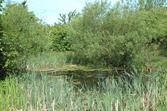 An idyllic pond at Kirkstall Valley.