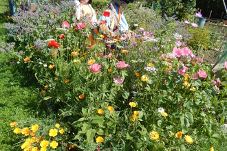 Assortment of colourful flowers in a row in a bed on an allotment. There is a glass greenhouse in the background and 2 people tending to the flowers.
