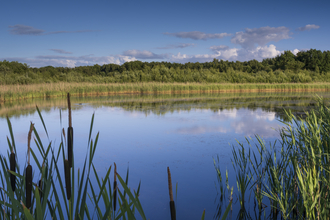 View of wetlands at a nature reserve surrounded by green and a blue sky