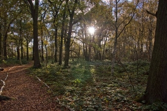 sun shining through the gtrees within an autumn woodland