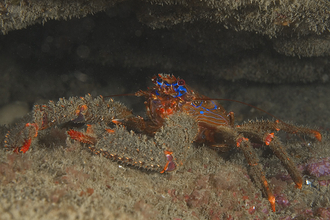 spiny squat lobster