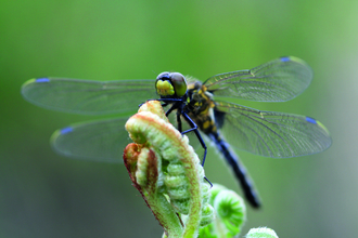 A black dragonfly sits centre image with its wings outstretched, perched on top of a green curled frond of bracken.