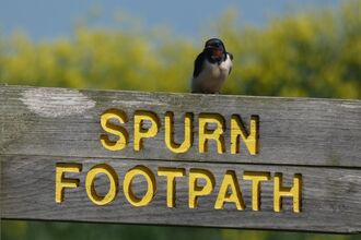 A wooden sign saying Spurn footpath and a little bird perched on top.