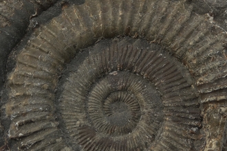 Close up of ammonite fossil