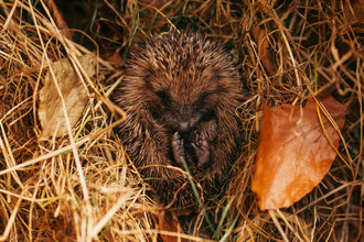 Hedgehog sleeping curled up in a ball on its back in the middle of a pile of straw and leaves
