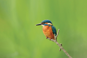 A kingfisher sat on a small branch.