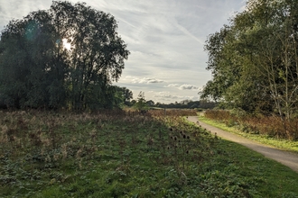 Two stands of trees on either side with a swathe of scrub on one side and a path winding into the distance