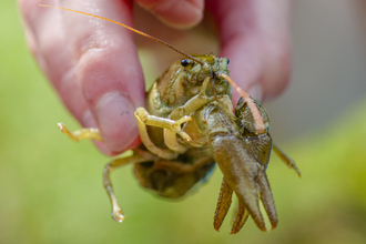 White-Clawed crayfish close-up - Sara