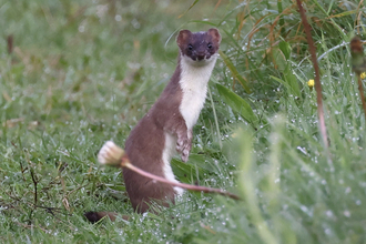 Stoat stood on its hind legs facing towards the camera on grass in a nature reserve.
