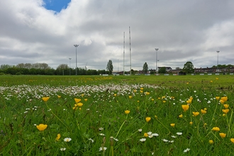 A field of wildflowers in the foreground with rugby posts in the background