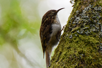 Tree Creeper - Zander Watt