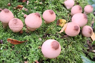 Stump puffball fungi - Kat Woolley