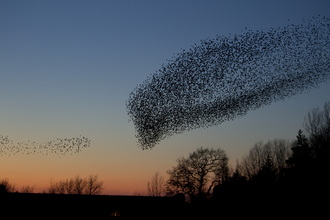 Starling murmuration heading to roost at sunset, The Wildlife Trusts