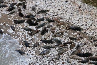 a group of grey seals hauled out on the rocky shores of a coastline