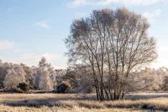 A frosty stand of trees in the centre of a frosty field, with a frosty woodland in the background.