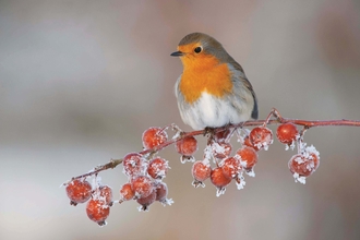 A robin perched on a branch with frosted berries on in the winter