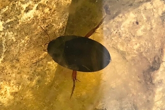 a water beetle in a pond