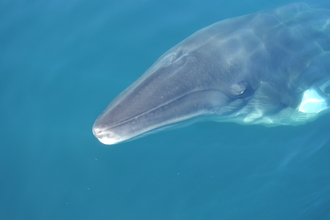 Close up shot of the head of a minke whale slightly underwater with the tip of its mouth about to rise out of the water.