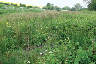 A view of North Newbald Becksies. There is long green grass and wildflowers and a yellow meadow on the horizon in the distance.
