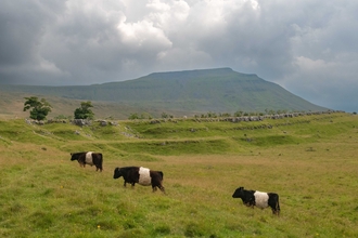 View of some belted galloway cows walking towards the left of the screen going slightly uphill on green terrain, with a view of Ingleborough hill in the distance on a cloudy day.