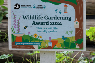 A wildlife gardening award mounted on a wooden paque, placed in a winning garden. You can see a few shrubs, but the main focus is the plaque.