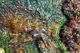 close up shot of a collection of seaweed entangled together on the shoreline floor