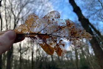 Person holding up a leaf that has degraded/been eaten away, against the blue winter sky and tree canopy behind.