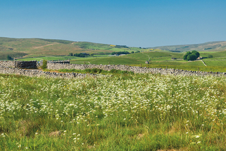 A wildflower meadow filled with beautiful white flowers.