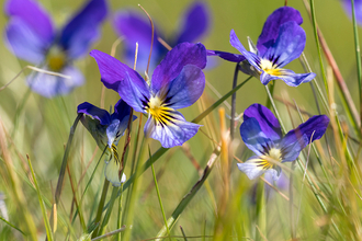 Purple mountain pansies growing in a grassy field..