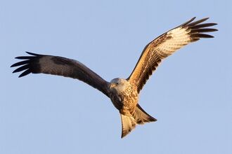 Red kite soaring in a clear hazy sky with it's long wings outstretched looking for prey.